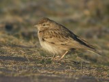 Kortteenleeuwerik / Greater Short-toed Lark