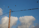 Getting ready to roost