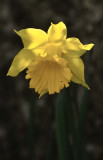 Daff