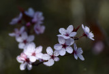 Blossom Time