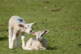 Lend Me Your Ear