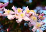 Clematis
