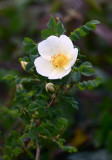 Dog Rose