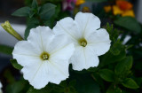 White flowers