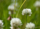 In the clover