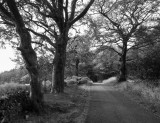 Forest Walk