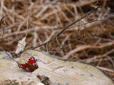 Peacock butterfly