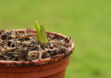New Growth