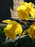 Daffodil Day