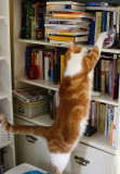 The Thief