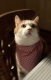 Guess Whos Coming To Dinner?