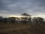 first game drive - evening
