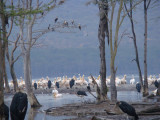 morning game drive next day