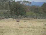evening game drive, 2nd day
