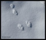 Rabbit tracks in fresh snow