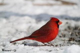 Northern cardinal, male