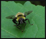 Hover fly, Possibly <em>Criorhina</em> sp., a bumblebee mimic