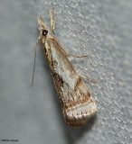 Elegant grass veneer (Microcrambus elegans), #5420