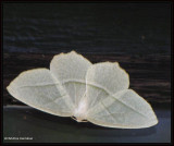 Pale beauty (Campaea perlata), #6796