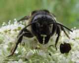 Leafcutter bee (Megachilid) on Queen Annes Lace