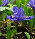 <em>Iris lacustre</em>