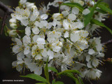 Wild plum (<em>Prunus</em>)