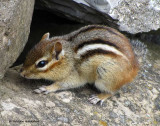 Chipmunk