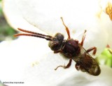 Nomada bee on crabapple