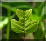Tulip tree leaf (<em>Liriodendron tulipifera</em>) 