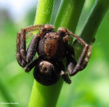 Male crab spider, possibly <em>Bassaniana</em> sp.)