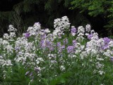 Dames Rocket (<em>Hesperis matronalis</em>)