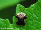 Clavate tortoise beetle (<em>Plagiometriona clavata</em>)