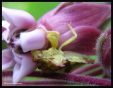 Ambush Bug (Phymata) on common milkweed