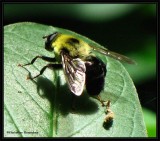 Hover fly, Possibly <em>Criorhina</em> sp., a bumblebee mimic