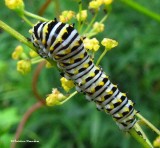 Early instar black swallowtail caterpillar (<em>Papilio polyxenes</em>)