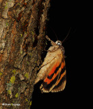 Underwing Moths (Family: Erebidae; Tribe Catocalini) 8719-8867