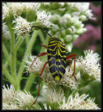 Locust borer (<em>Megacyllene robinia</em>) on Boneset