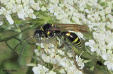 Crabronid wasp