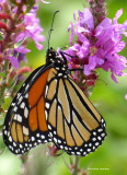 Monarch nectaring on Purple loosestrife (<em>Lythrum salicaria</em>)