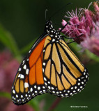 Monarch nectaring on joe-pye Weed (<em>Eupatorium maculatum</em>)