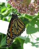 Monarch nectaring on common milkweed (<em>Asclepias syriaca</em>)