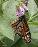Monarch nectaring on comfrey (<em>Symphytum officinale</em>)