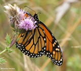 Monarch nectaring on Canada thistle (<em>Cirsium arvense</em>)