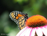 Monarch nectaring on coneflower  (<em>Echinacea purpurea</em>)