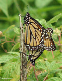 Mating monarchs