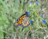 Monarch nectaring on Vipers bugloss (<em>Echium vulgare</em>)