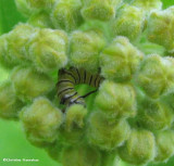 Monarch caterpillar inside Common milkweed