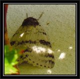 White underwing moth (Catocala relicta), #8803