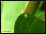 Monarch egg  on swamp milkweed