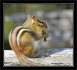 Chipmunk with lunch